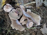Sarcodon joeides image