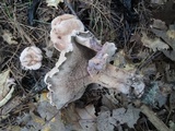 Sarcodon joeides image