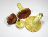 Russula aurea image