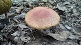 Boletus harrisonii image