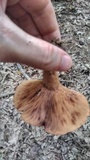 Lactarius peckii image