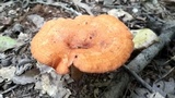 Lactarius peckii image