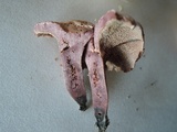 Sarcodon joeides image