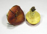 Russula aurea image