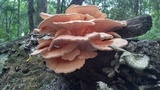 Laetiporus cincinnatus image
