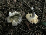 Russula postiana image