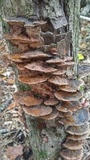 Phellinus gilvus image