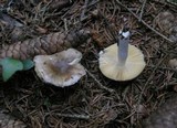 Russula postiana image