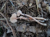 Laccaria longipes image