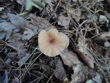 Laccaria longipes image