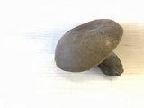 Phlebopus beniensis image