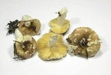 Russula postiana image