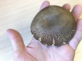 Phlebopus beniensis image