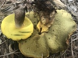 Phlebopus beniensis image