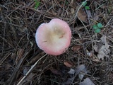 Russula hydrophila image