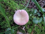 Russula hydrophila image
