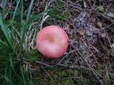 Russula hydrophila image