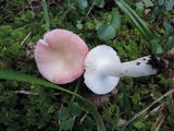 Russula hydrophila image