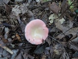 Russula hydrophila image