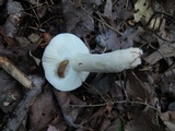 Russula hydrophila image
