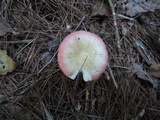 Russula hydrophila image
