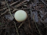 Russula hydrophila image