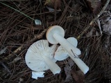 Russula hydrophila image