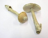 Amanita crocea image