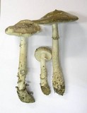 Amanita excelsa image