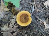 Coltricia perennis image