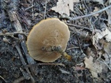 Coltricia perennis image