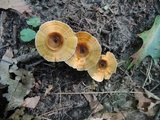 Coltricia perennis image
