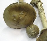 Amanita excelsa image