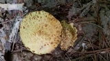 Suillus americanus image