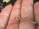 Parasola conopilea image