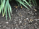 Agrocybe arvalis image