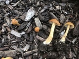 Agrocybe arvalis image