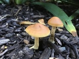 Agrocybe arvalis image