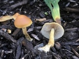 Agrocybe arvalis image