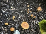 Agrocybe arvalis image