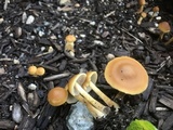 Agrocybe arvalis image
