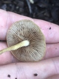 Agrocybe arvalis image
