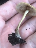 Agrocybe arvalis image