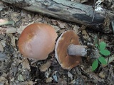 Sutorius eximius image