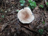 Lactarius mucidus var. fuscogriseus image