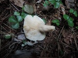 Lactarius mucidus var. fuscogriseus image