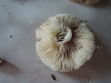 Lactarius mucidus var. fuscogriseus image