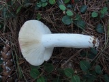 Russula vinosa image