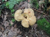 Russula fragrantissima image