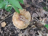 Russula fragrantissima image